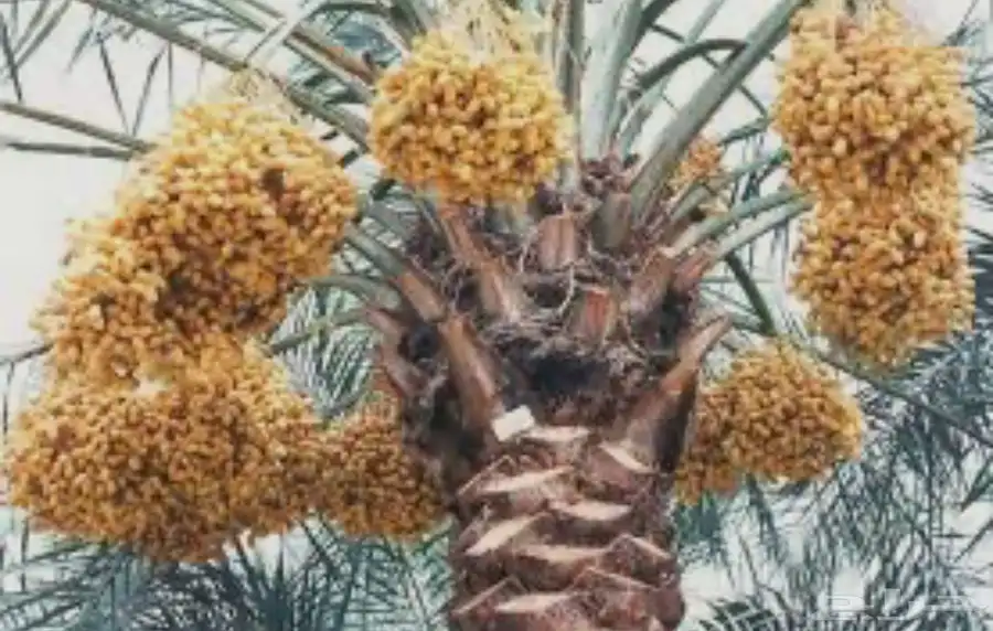 للبيع ثمر 600 نخلة سكري وعدد قليل من النوايع 0