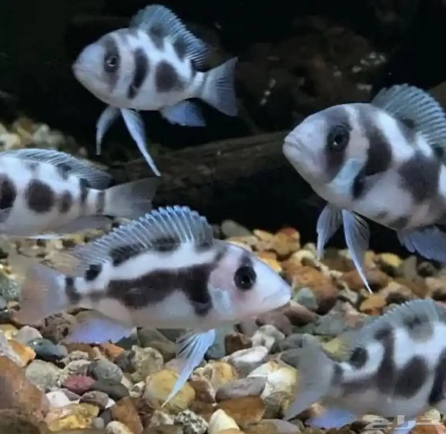 فرنتوزا سيكلد - Frontosa Cichlid index