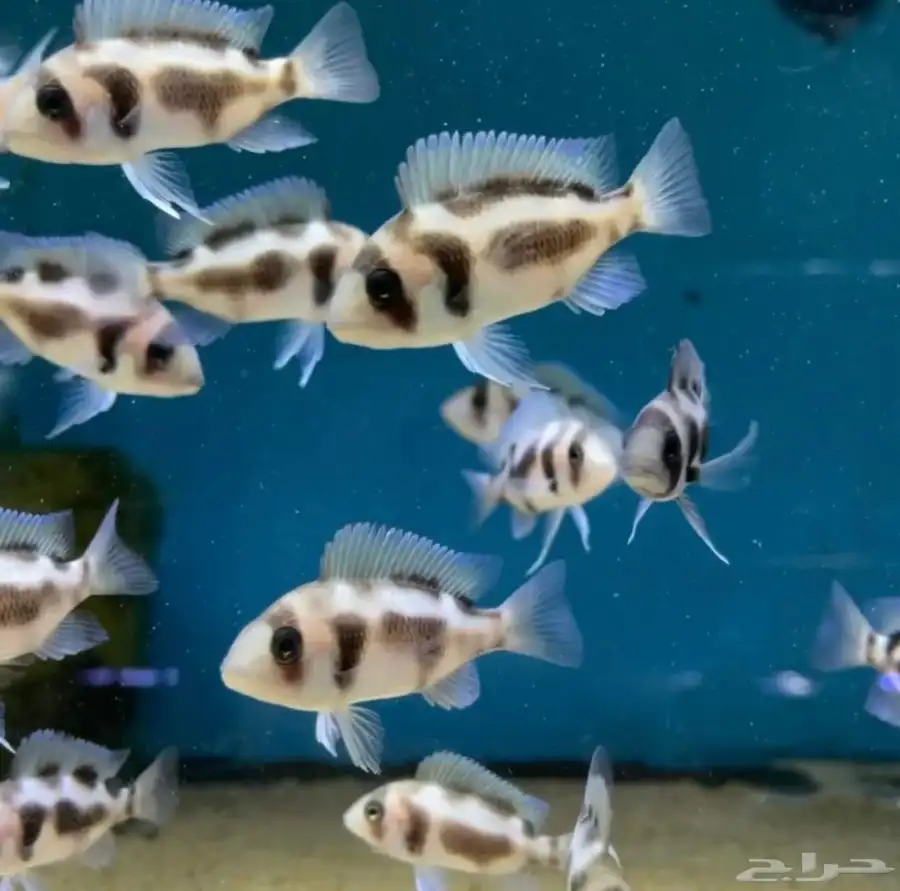 فرنتوزا سيكلد - Frontosa Cichlid index