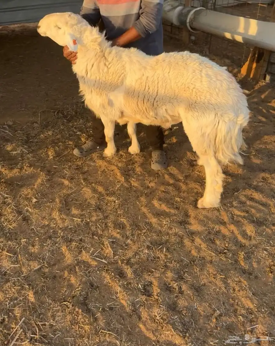 فحل حري صنف 0
