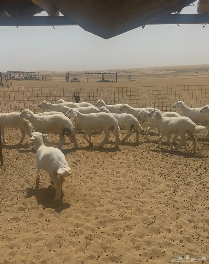 بهم مراح العدد15 كله طليان ماعدا 3 رخال المظيلف 2