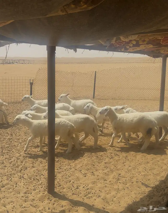 بهم مراح العدد15 كله طليان ماعدا 3 رخال المظيلف 1