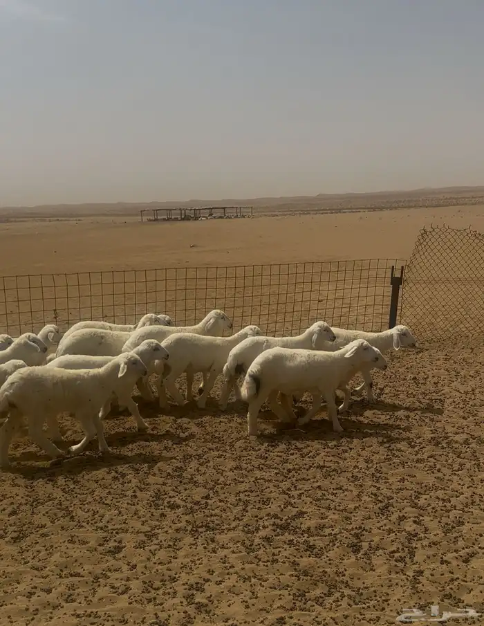 بهم مراح العدد15 كله طليان ماعدا 3 رخال المظيلف 4