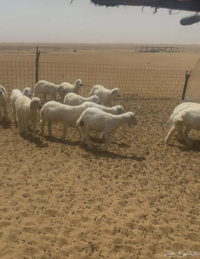 بهم مراح العدد15 كله طليان ماعدا 3 رخال المظيلف 0