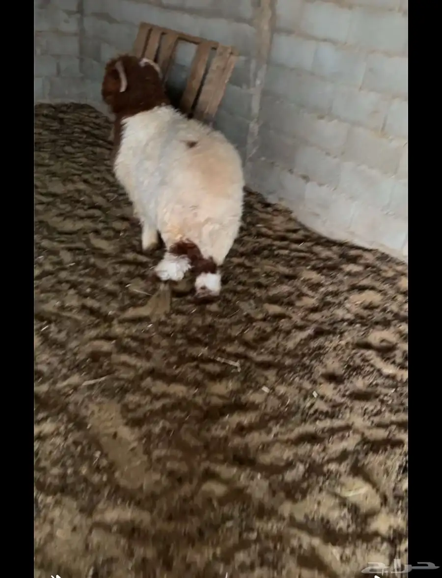 خروف نعيمي للبيع 1