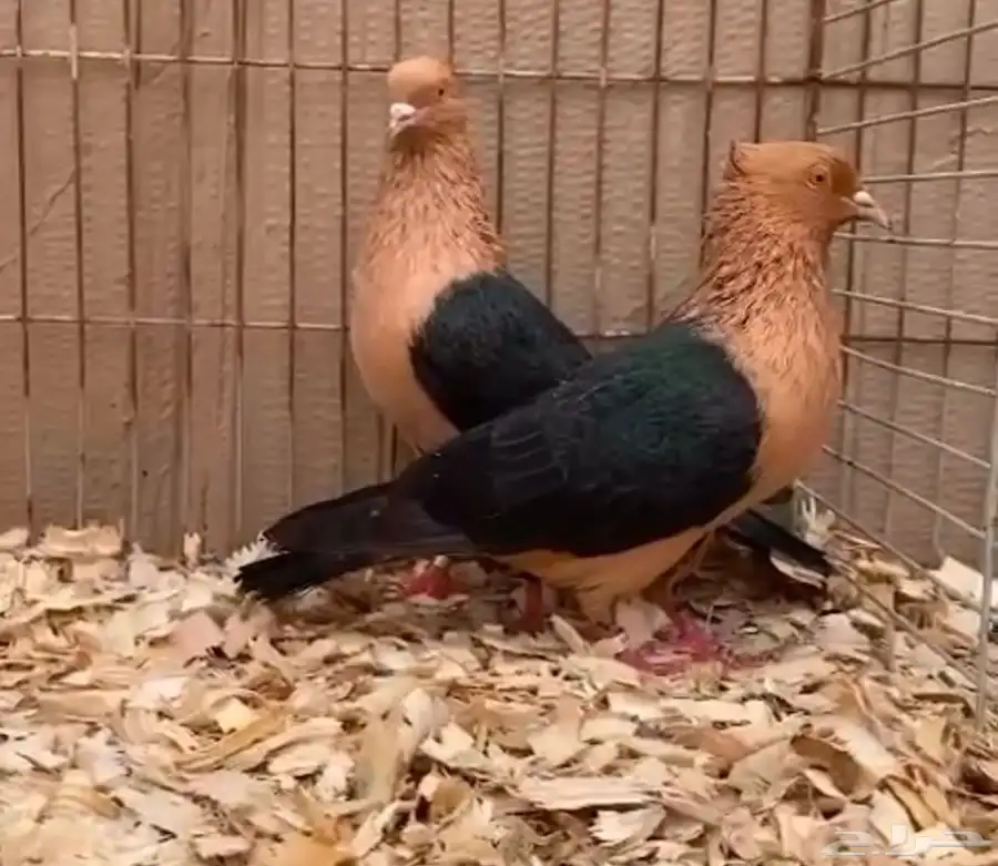 آرشنجل ذهبي وجناح أسود Archangel pigeon 0