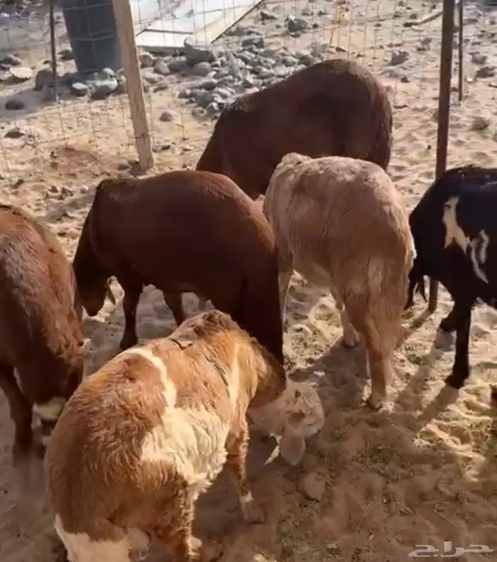بهم سواكن جاهز للتربية 0