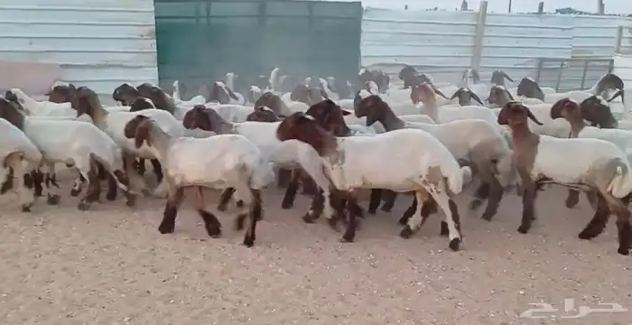 جذعات نعيم دبس فااخره العدد 60 6