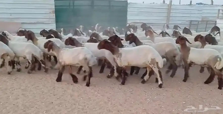 جذعات نعيم دبس فااخره العدد 60 6