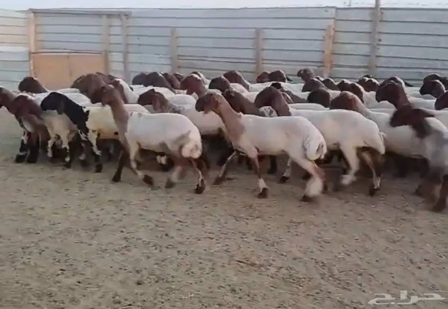 جذعات نعيم دبس فااخره العدد 60 4