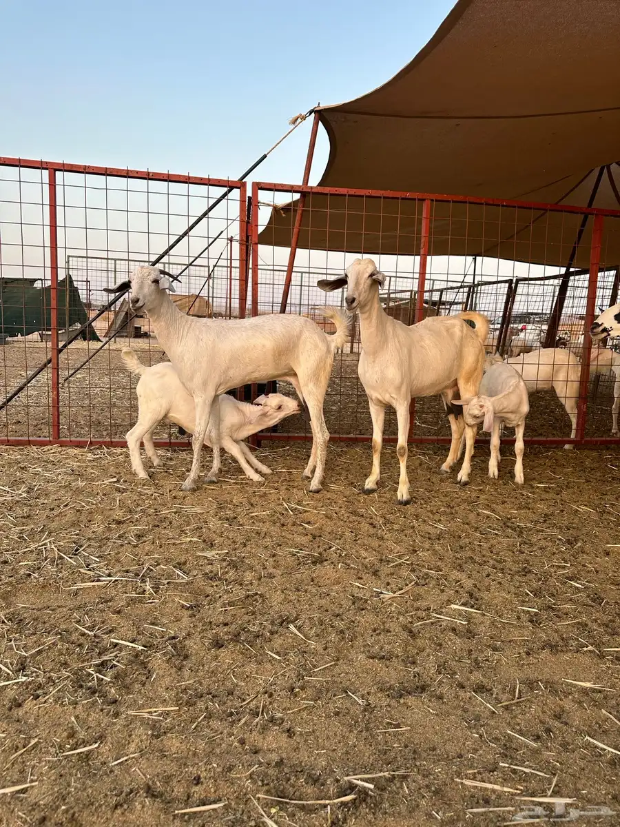 ماعز بيشي فاخر كحل و برص وعفر العدد 16 14