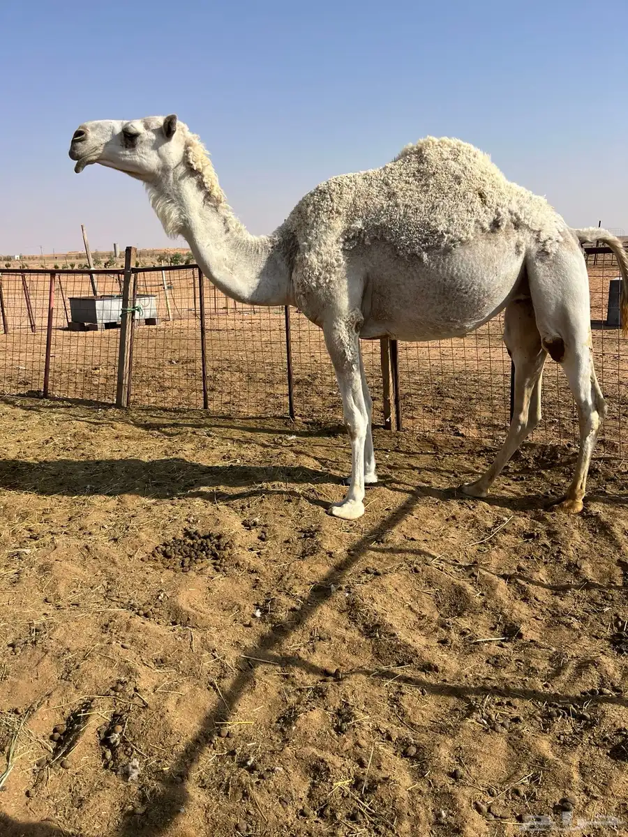 بكره اجذعه اوثنيه للبيع طيبه بالحيل وشرط 0