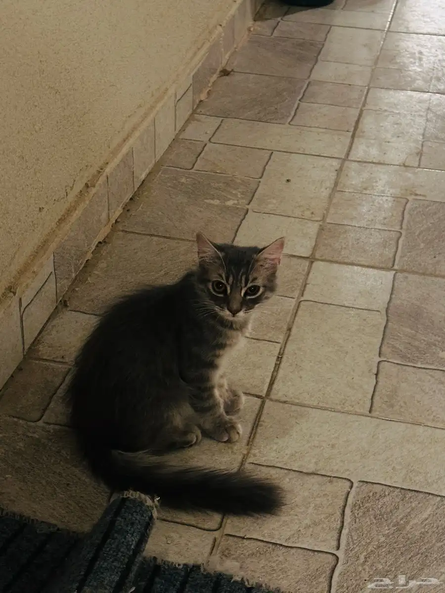 Cat-free adoption 4