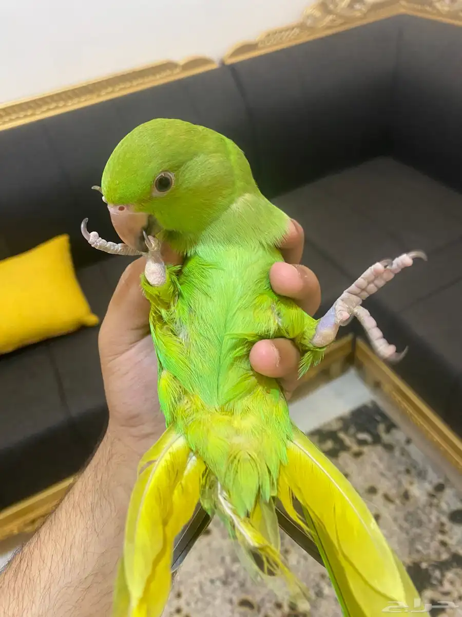 دره اليف (الحجم جامبو) 1