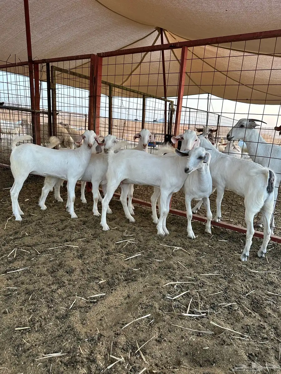 ماعز بيشي فاخر كحل و برص وعفر العدد 16 23