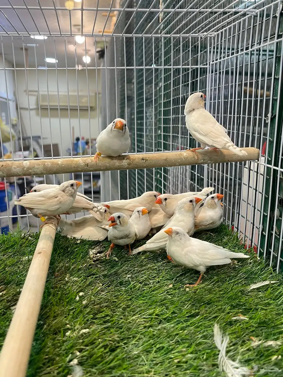 طيورزوبرا 1