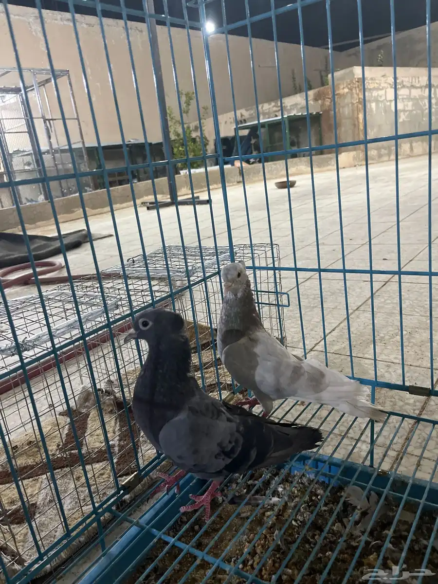 ذكر صنعاني صوت وحجم 2