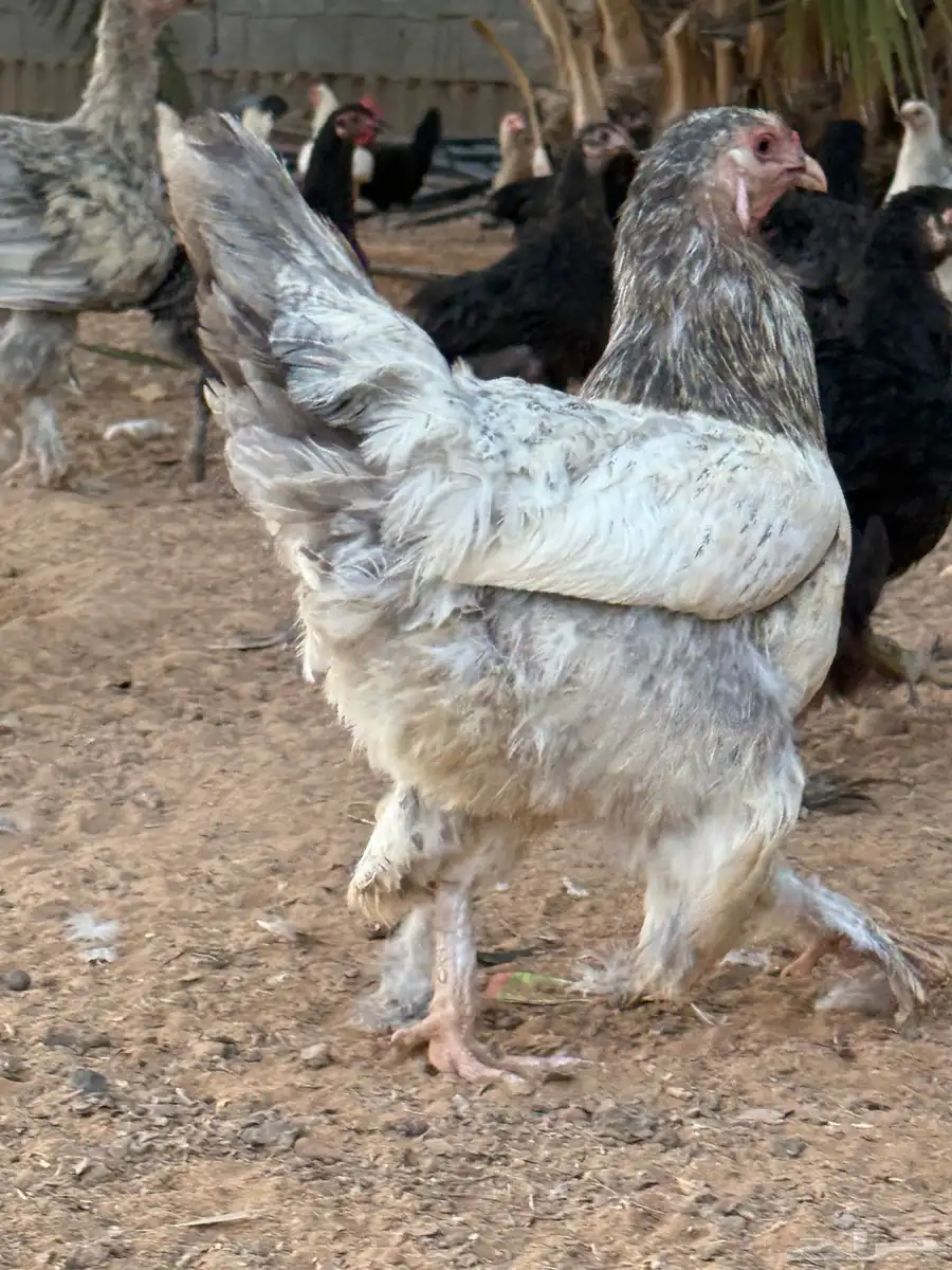 دجاج باراهما 5