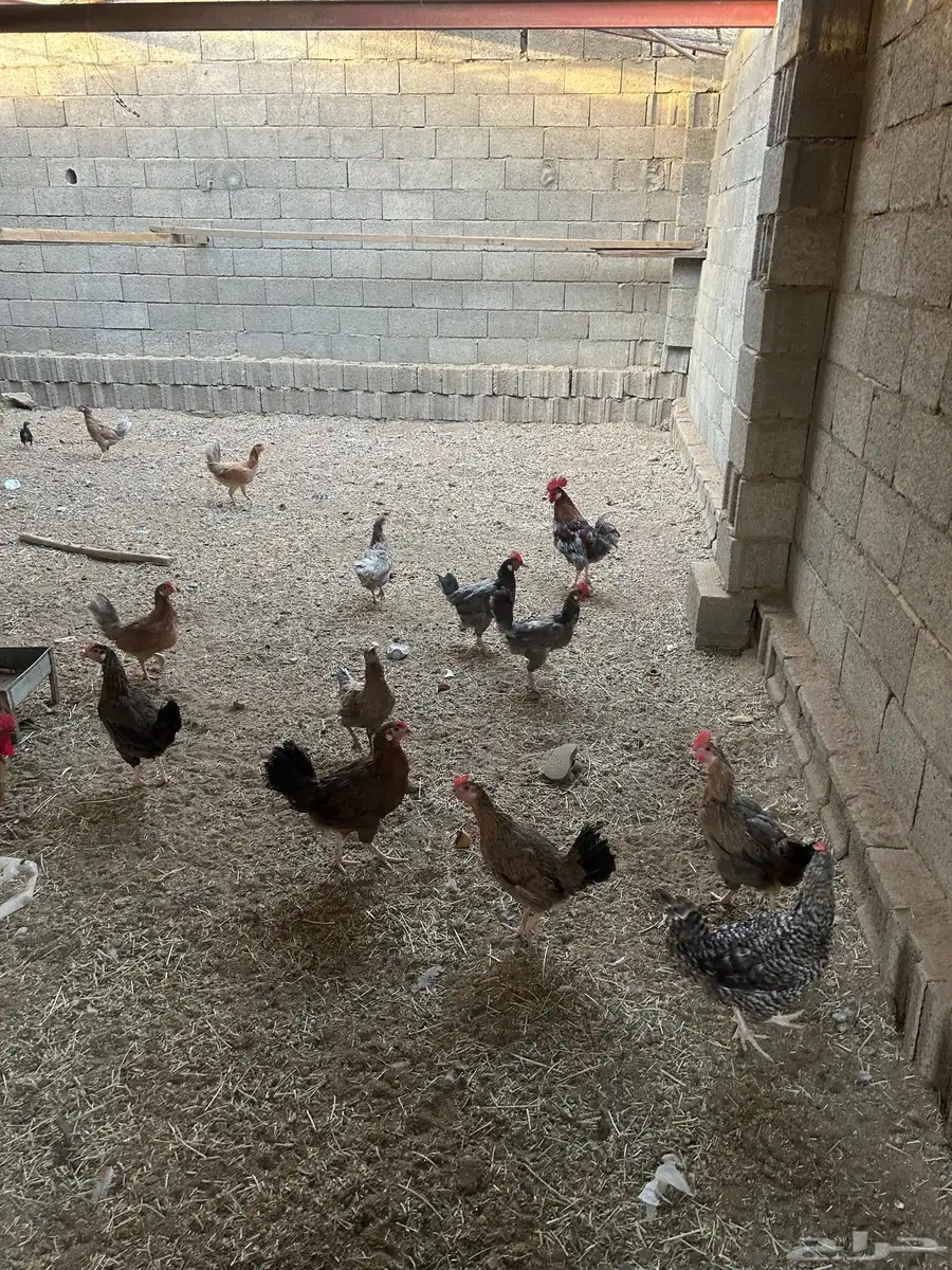 دجاج بلدي حظان نظيف الصحه ممتازه 5