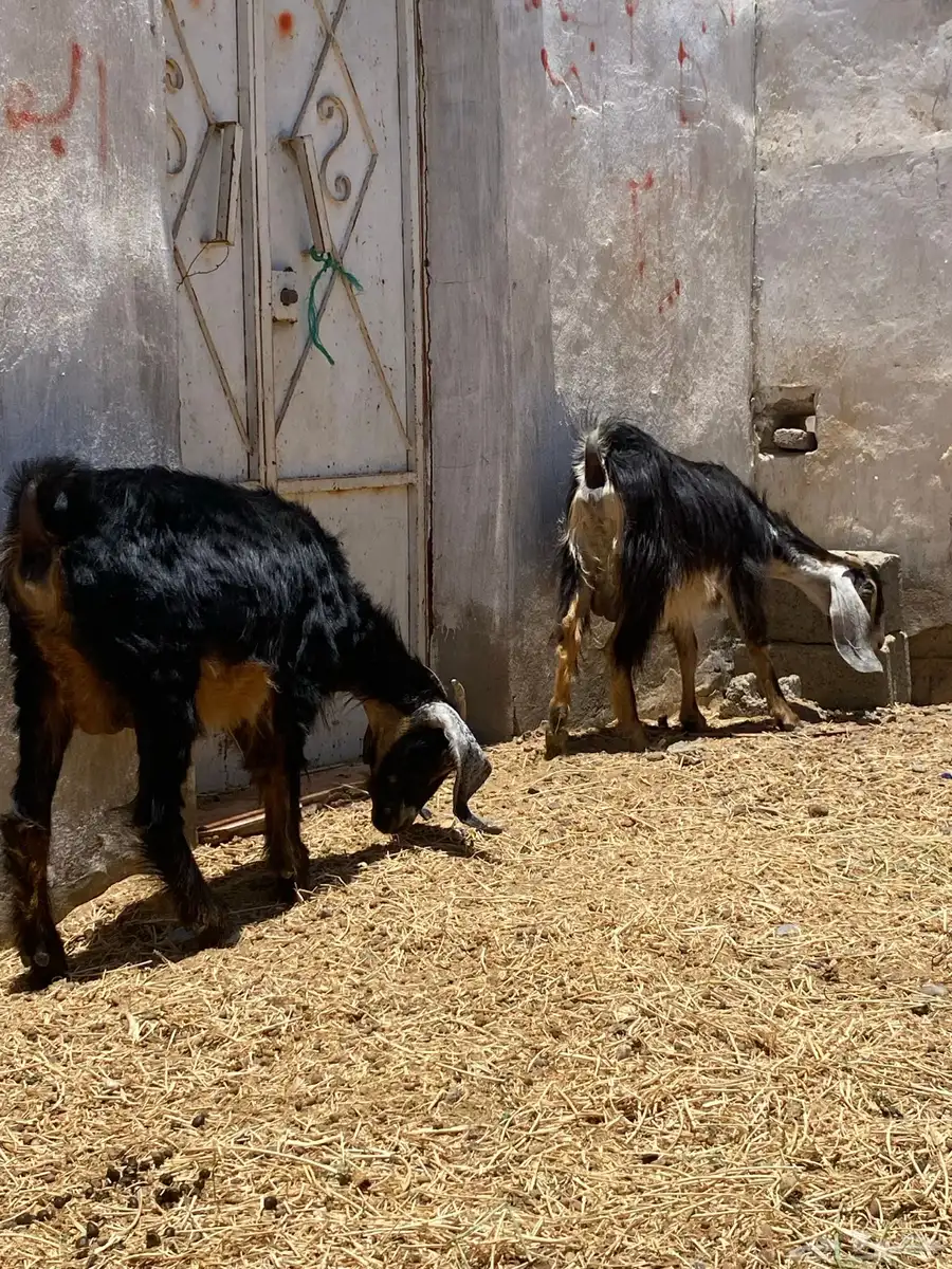 معزا مضريع وحده دافع 3