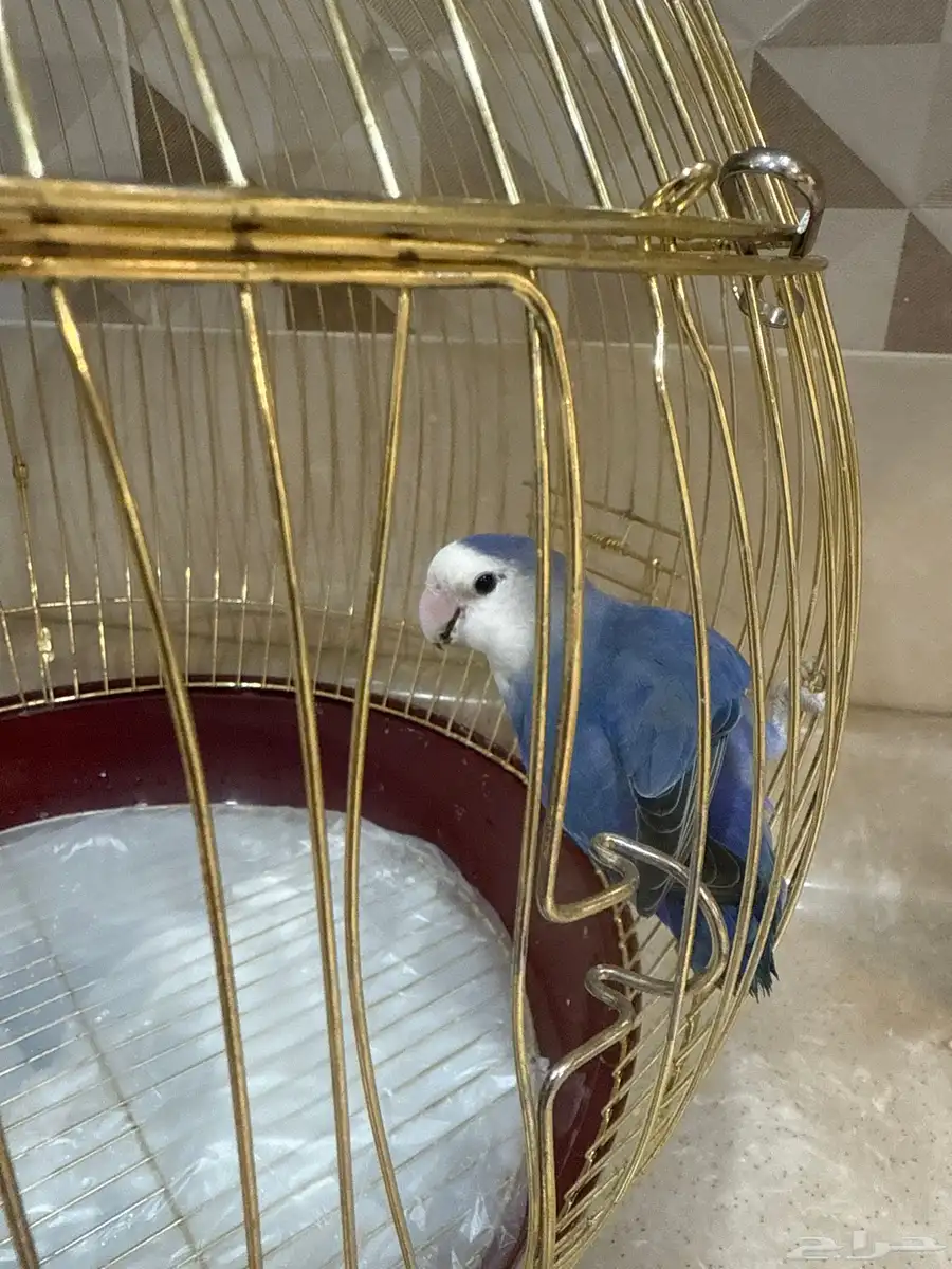 روز انثى محلل 0