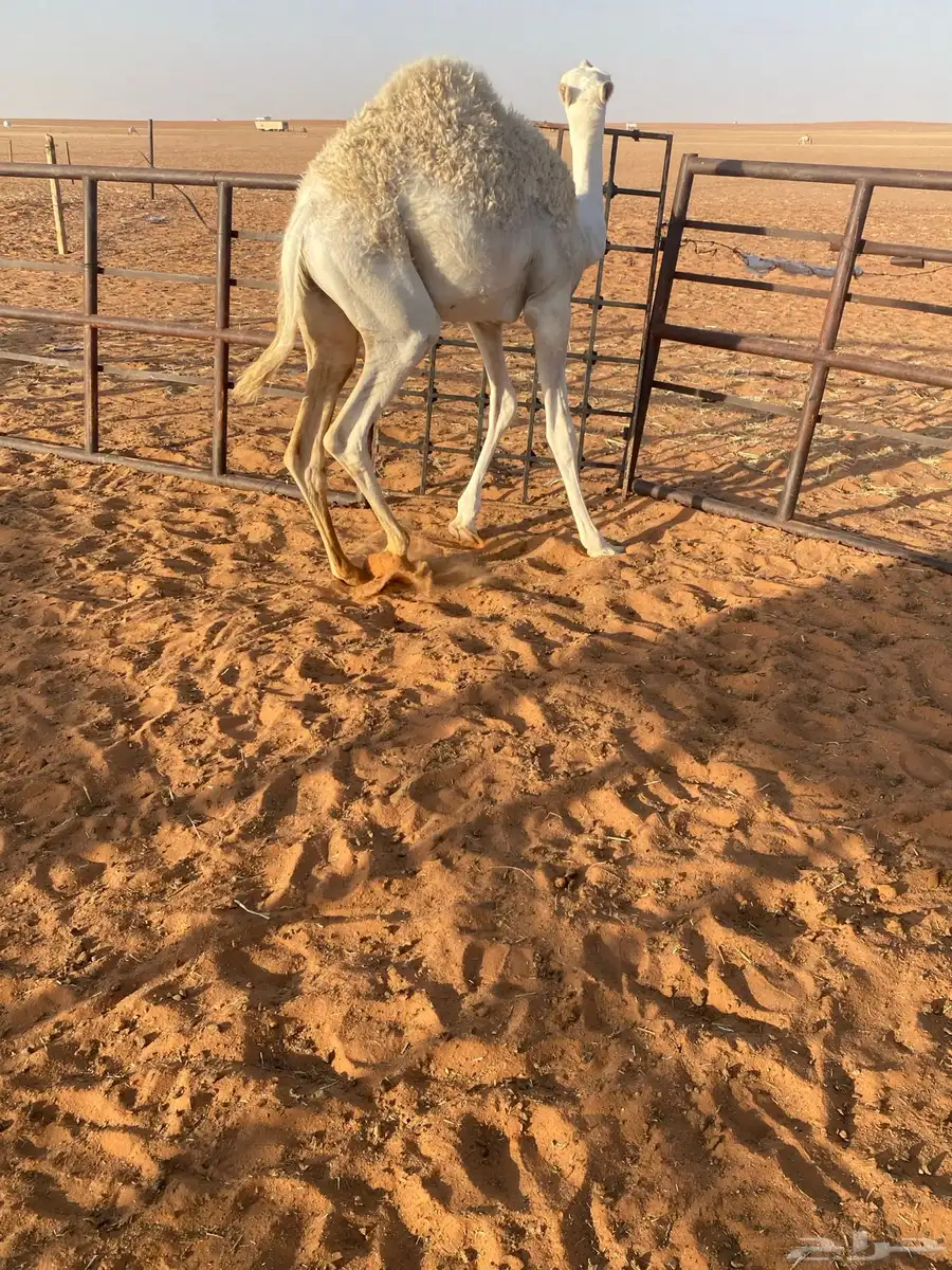 للبيع قعود طايش شحم 3