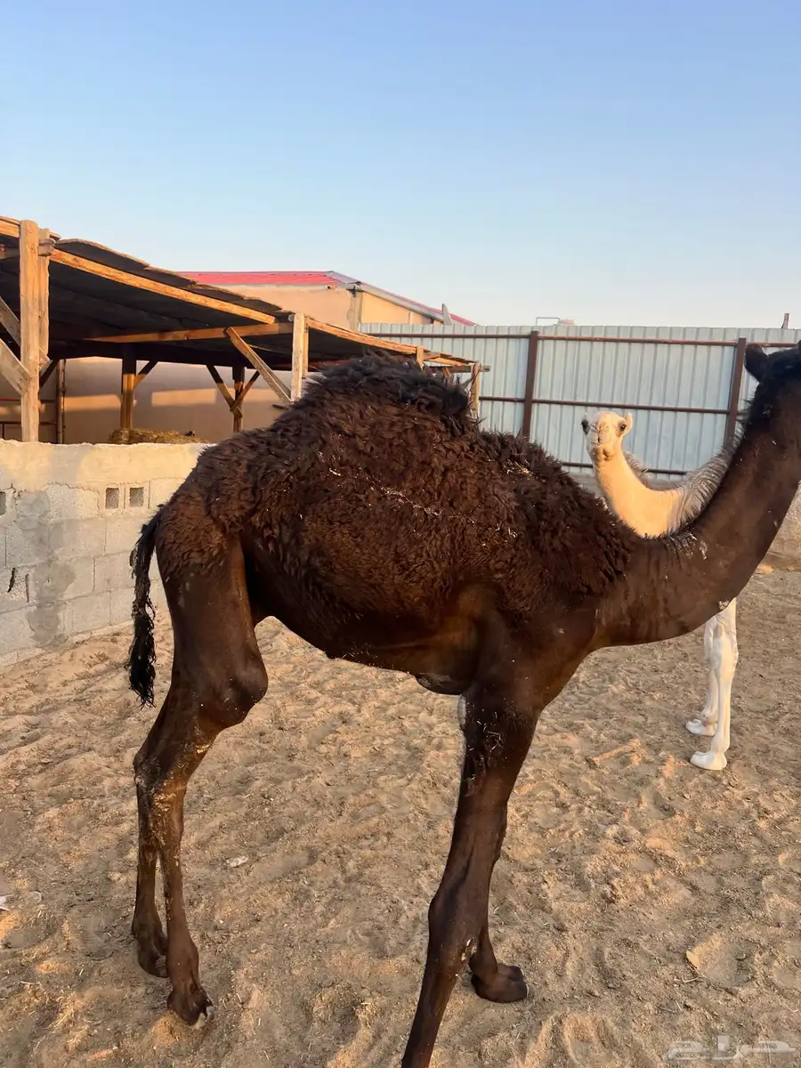 حشوان قعدان 0
