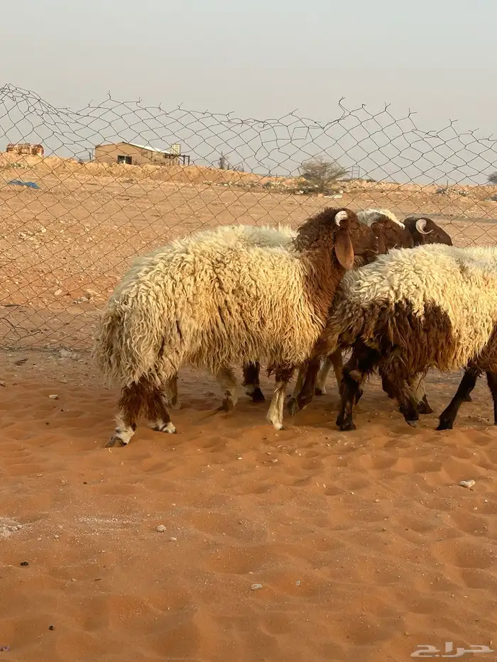 خرفان نعيم جبر 0