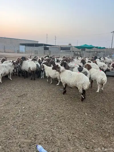 مشاء الله العداد 70 راس شرط الدفيع 1