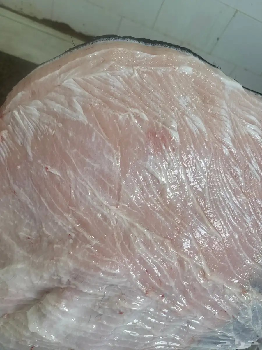 حاشي لباني شرط والطعم تحدي والسعر حكايه 1
