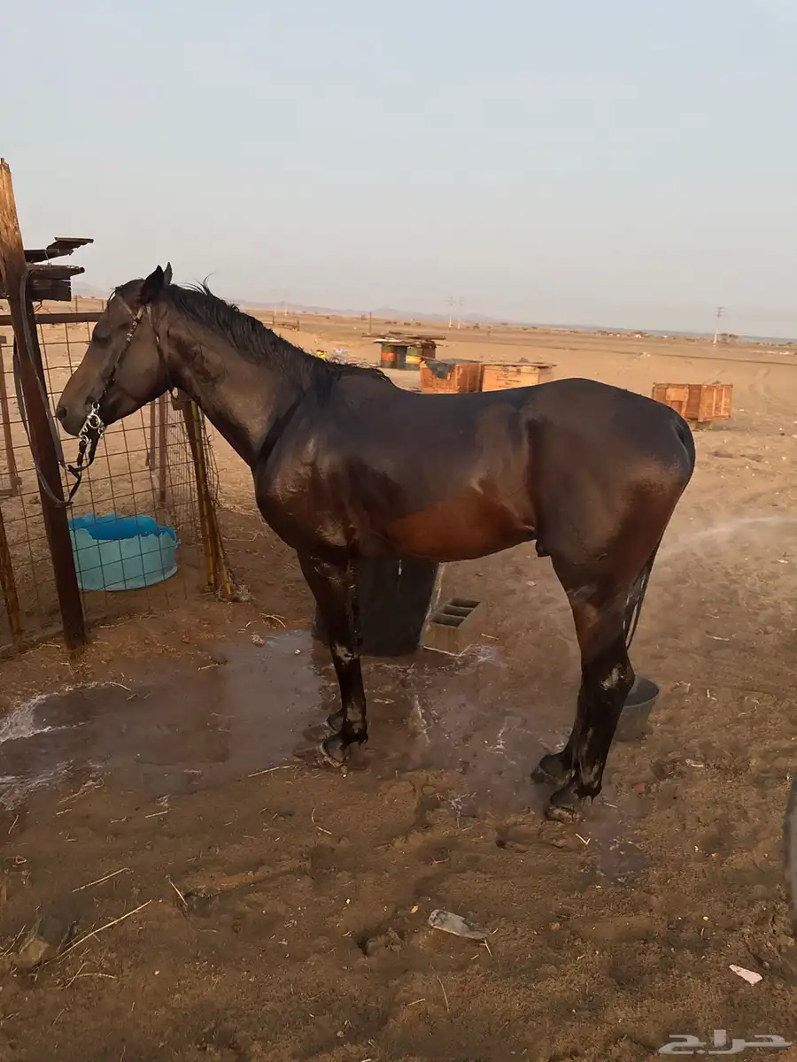 للبيع حصان 0