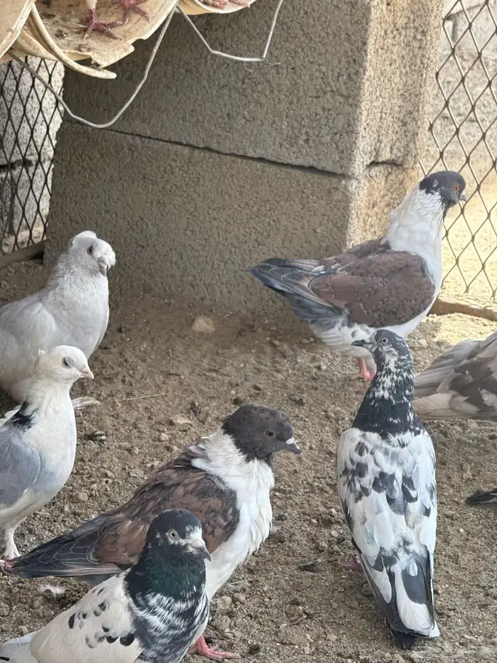 حمام البيع 8