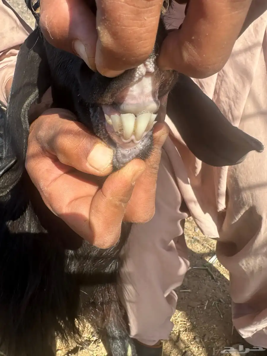 جفار منوة القناي 9