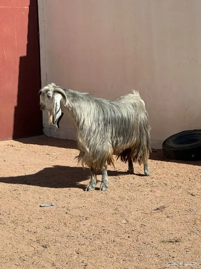 تيس عارضي طيب بالحيل 4