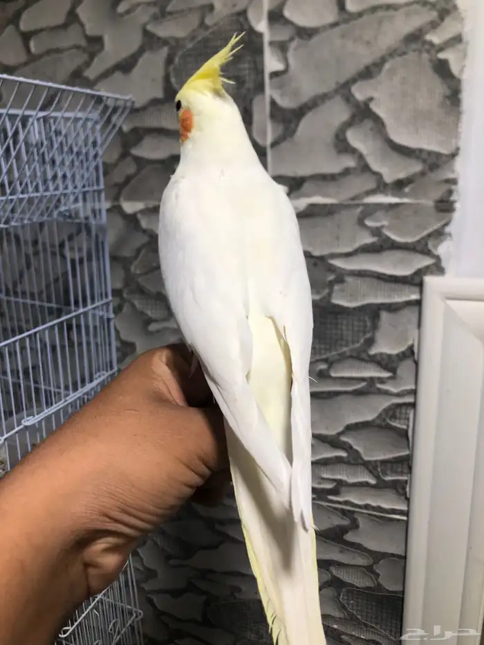 انثى كروان لاتينو منتجه و اليفه (( تم البيع )) 4