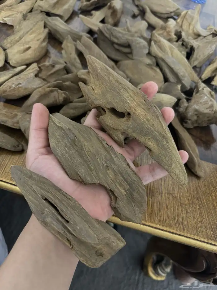 عود مروكي دبل سوبر مرتفع طبيعي آصقون 0