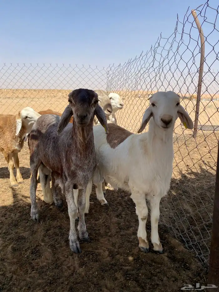 سواكني 3