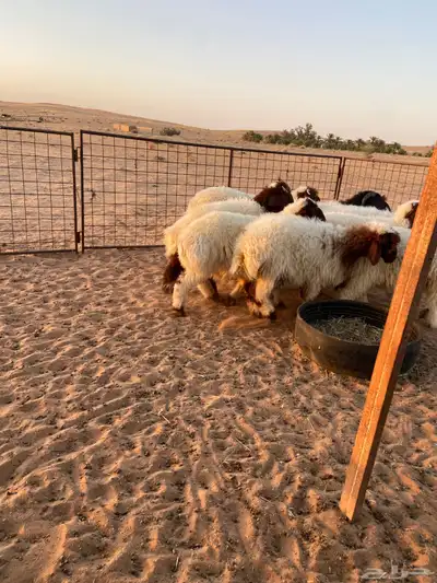 نعيم طيبه ( تم البيع ) 6