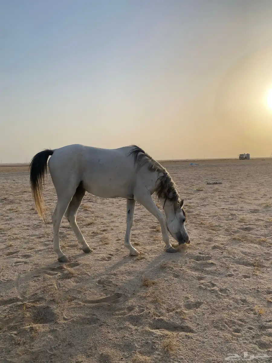 حصان عربي واهو 2