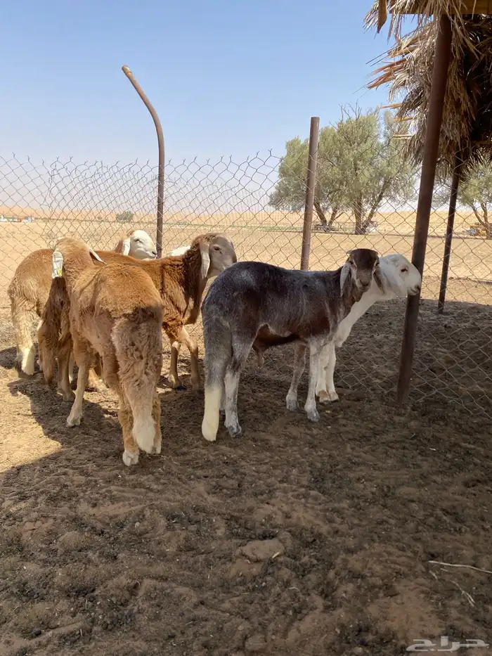 سواكني 2