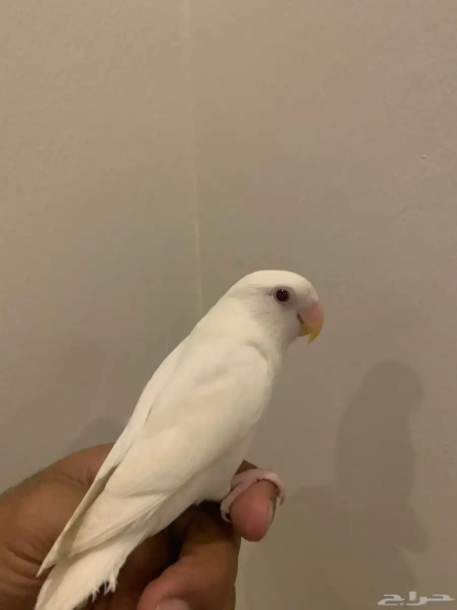 روز اليف 1