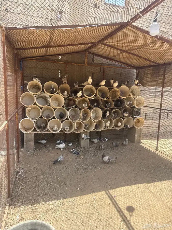 حمام البيع 0