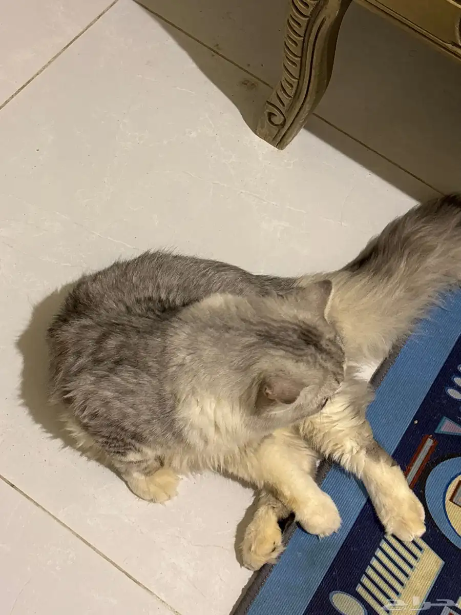 قطط اتبني 6