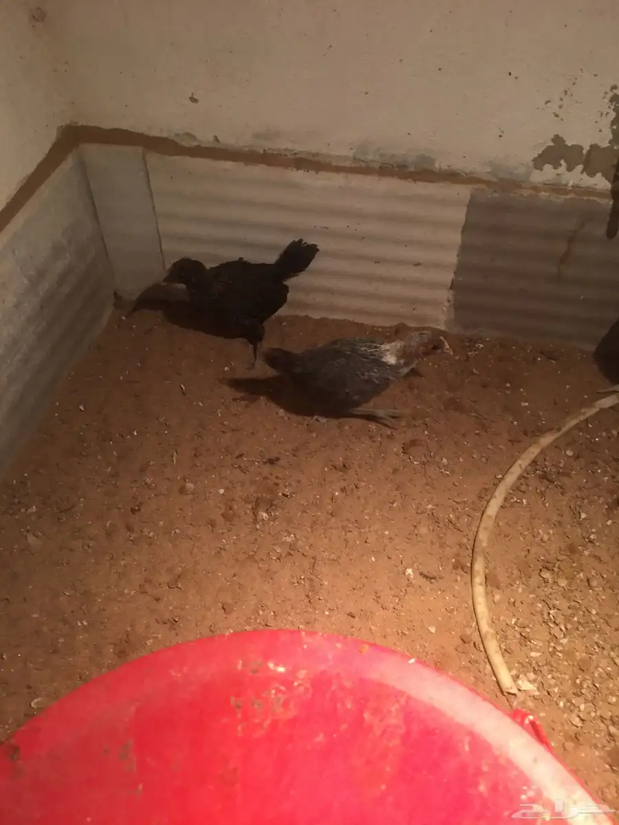 صوص دجاج فيومي وبلدي 2