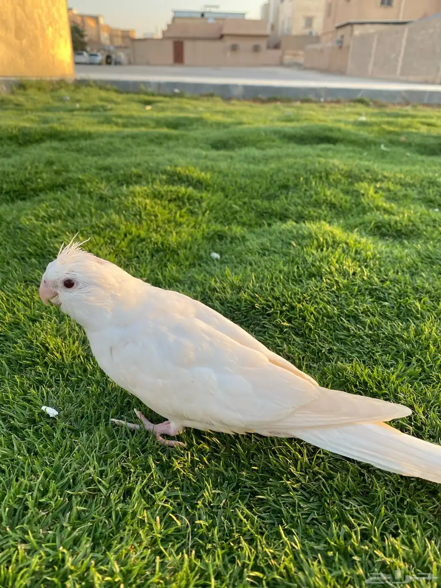 طير كروان فرخ أليف عمره 35 0