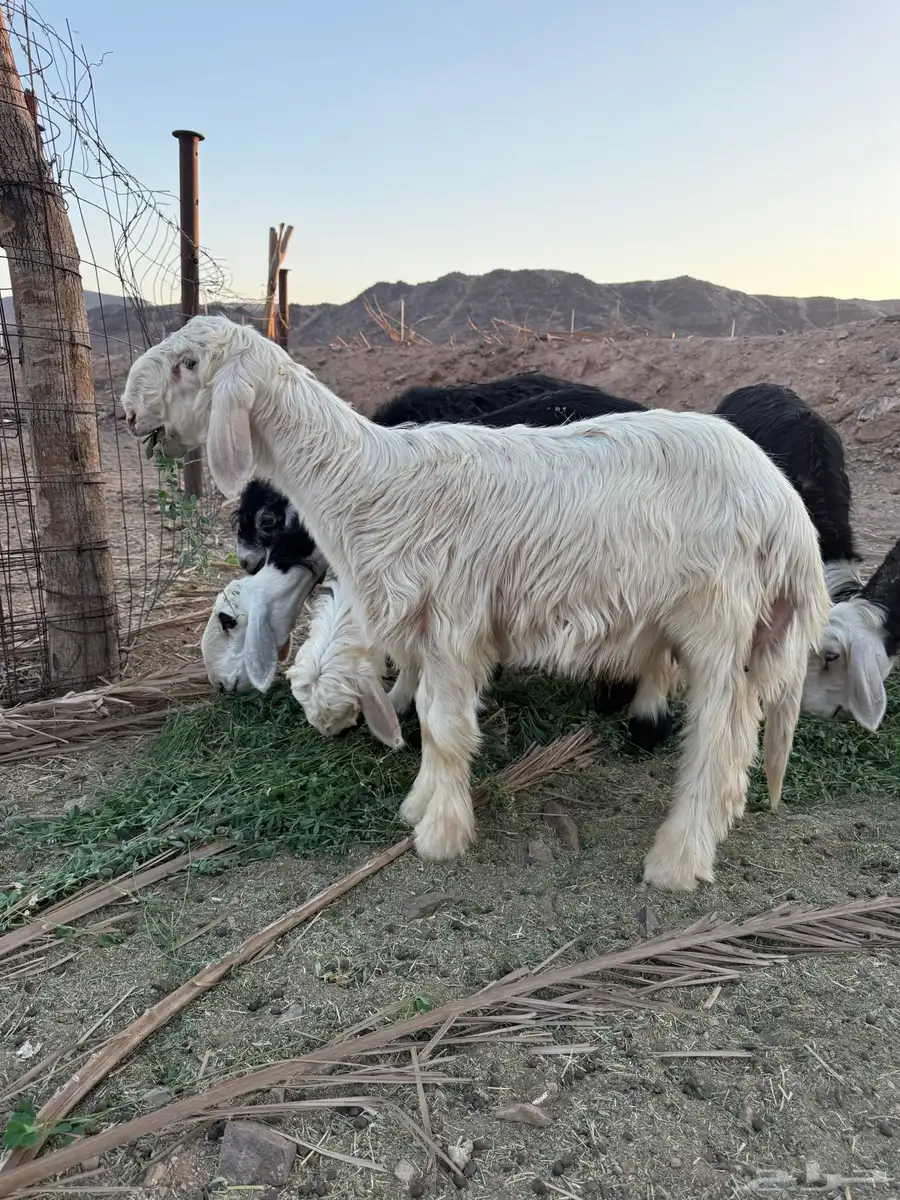خروف عيسي 0