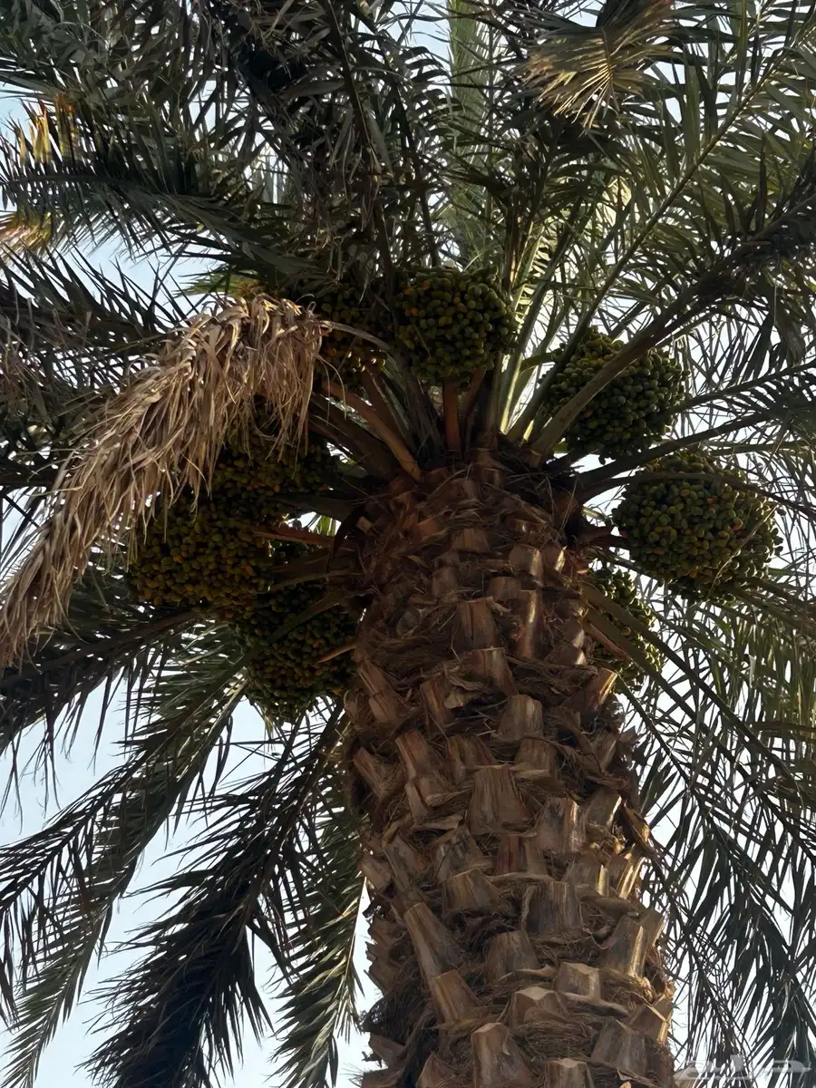 الشديده 5