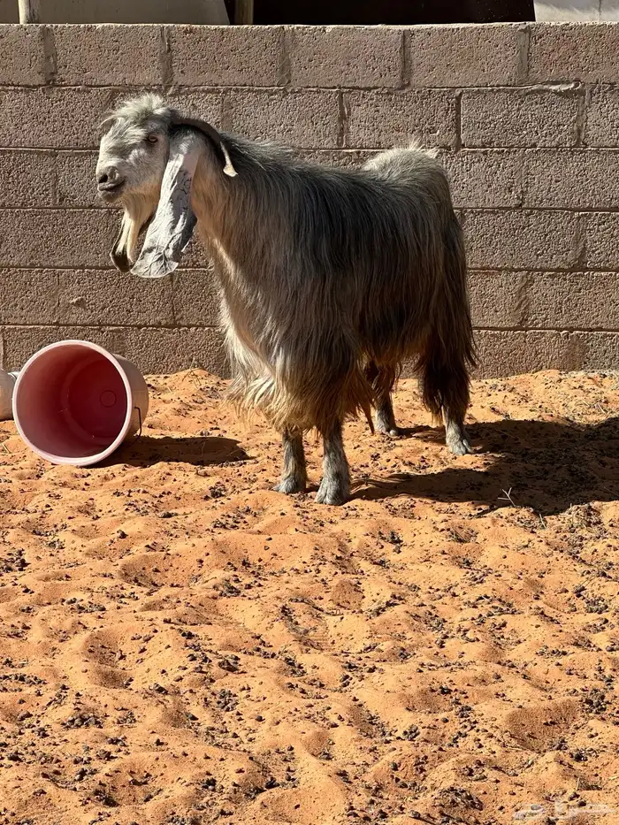 تيس عارضي طيب بالحيل 3