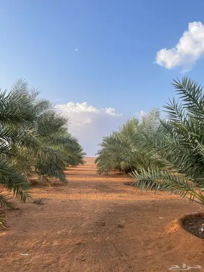 مزرعة للايجار 13