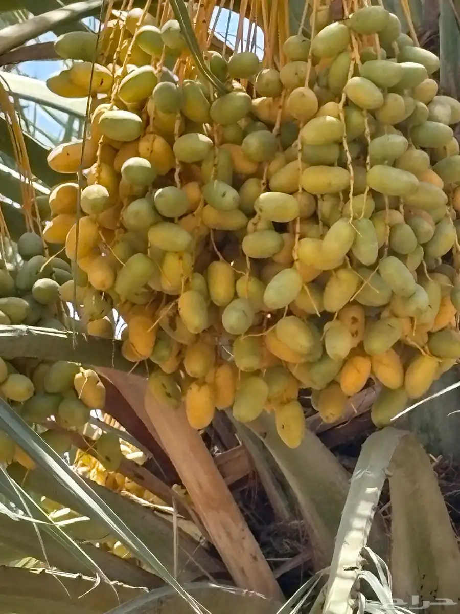 محصول 1000 نخله خلاص للبيع 14